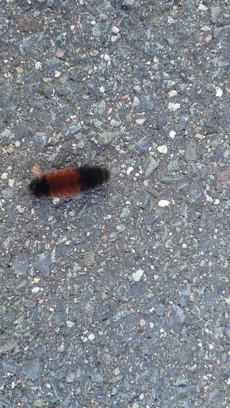 Autumn Travel Across Warm Pavement Autumn Travel Across Warm Pavement