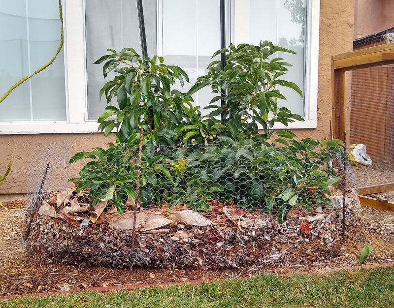 Avocado Roots Respond Well To Fall Watering