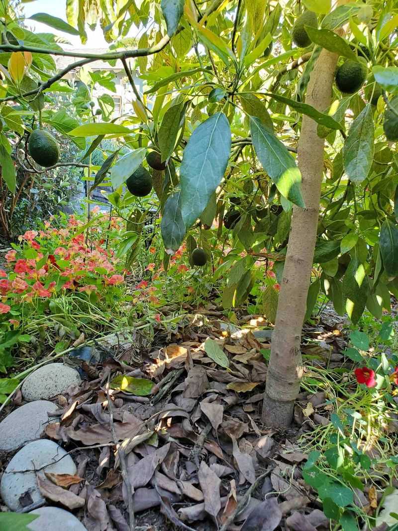 Avocado Trees Benefit From Consistent Organic Feeding