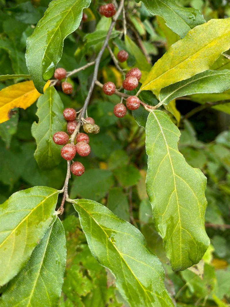 Avoid Autumn Olive Before It Spreads Avoid Autumn Olive Before It Spreads