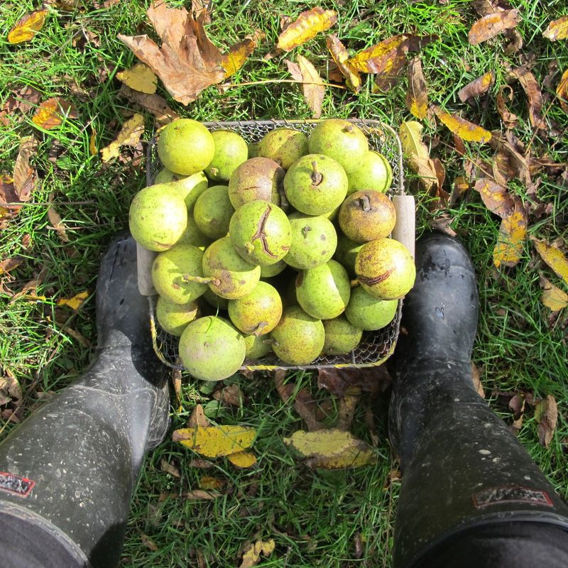 Avoid Black Walnut Debris