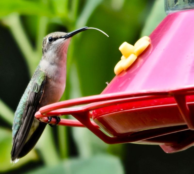 Avoid Broad-Spectrum Pesticides Avoid Broad-Spectrum Pesticides