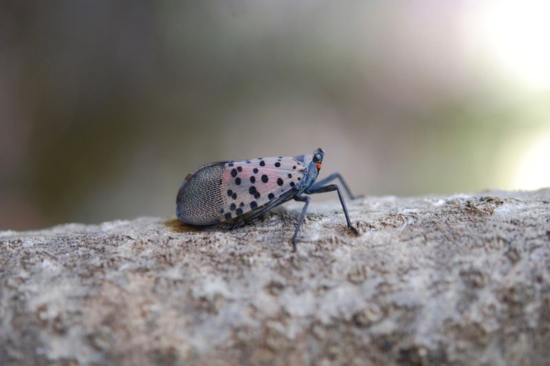 Avoid Carrying The Insect To Other Locations