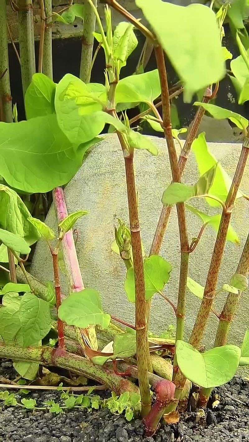 Avoid Composting Its Cuttings