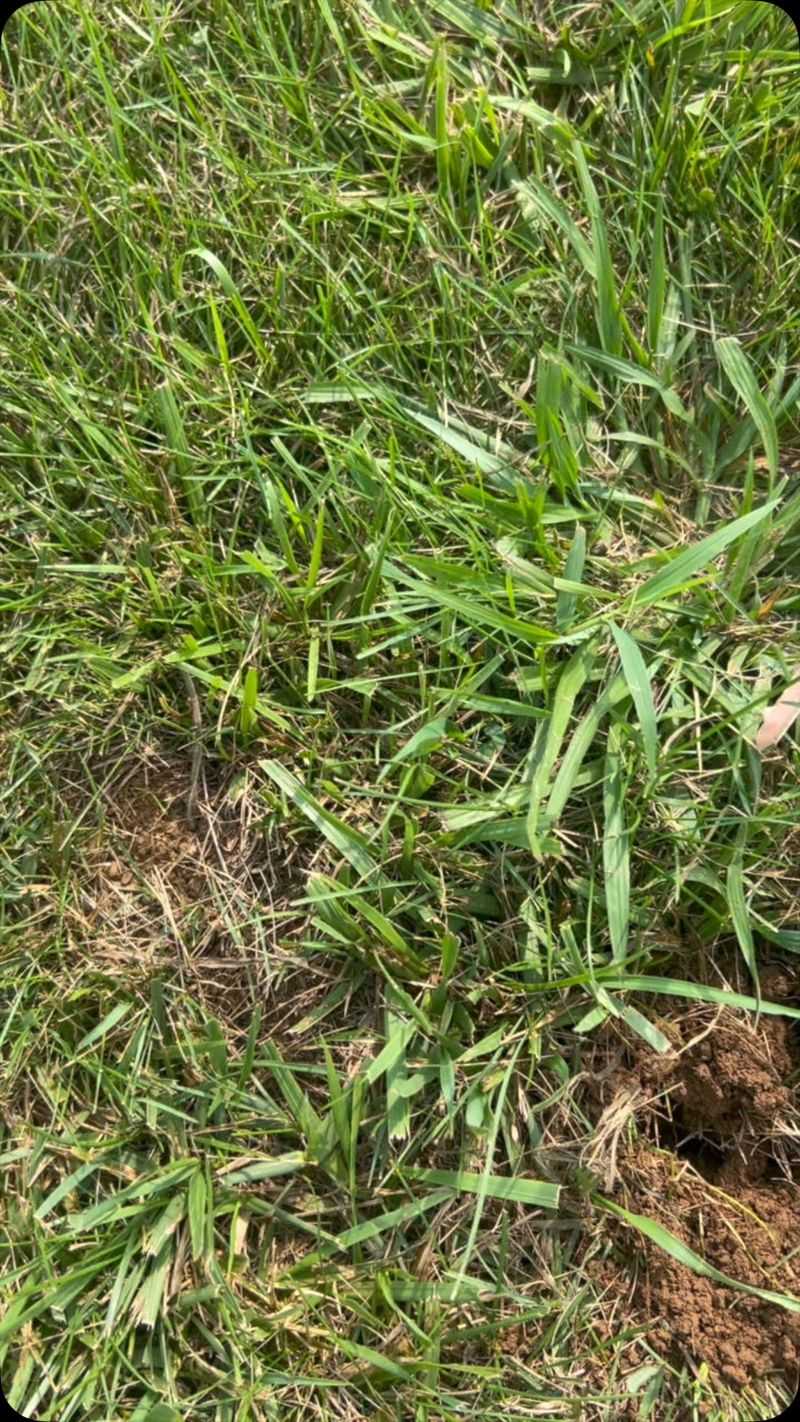 Avoid Creating Better Mole Habitat Avoid Creating Better Mole Habitat