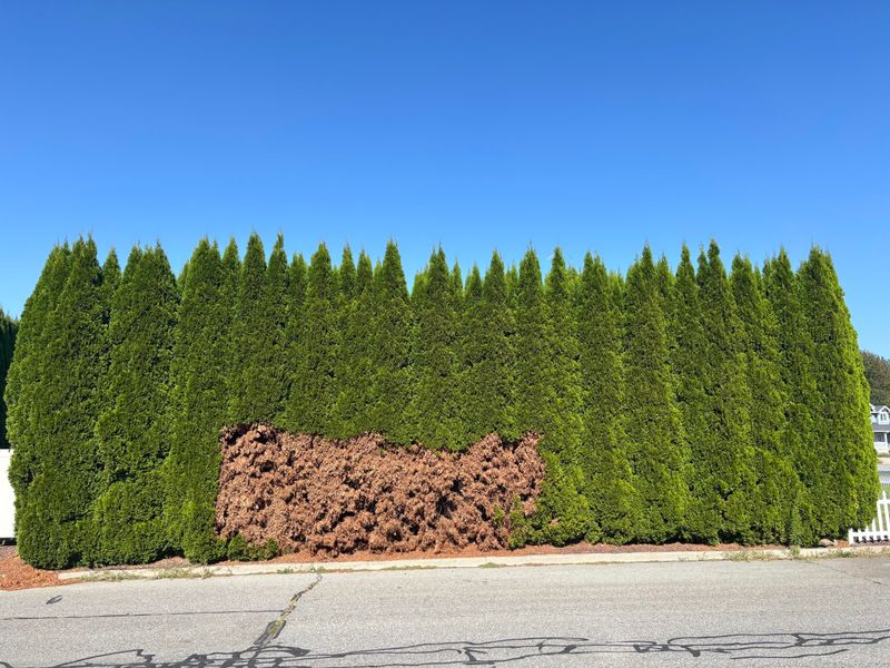 Avoid Cutting Evergreens Into Bare Wood Avoid Cutting Evergreens Into Bare Wood