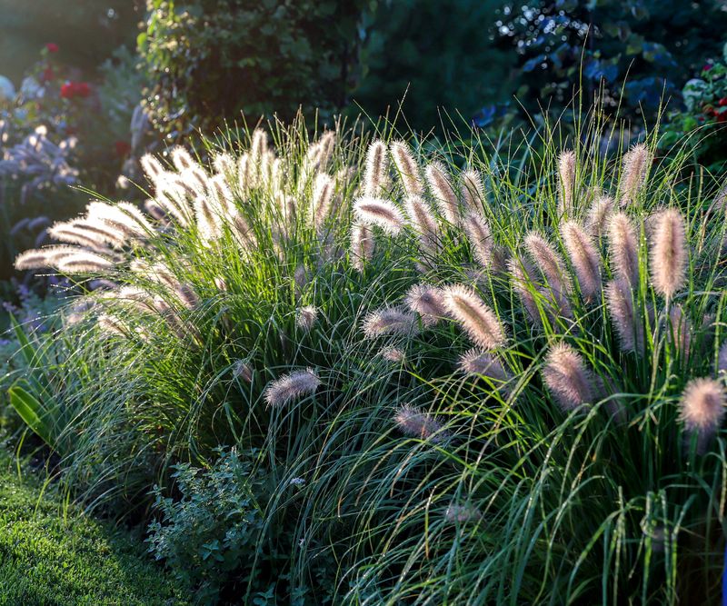 Avoid Cutting Grasses Back Too Early