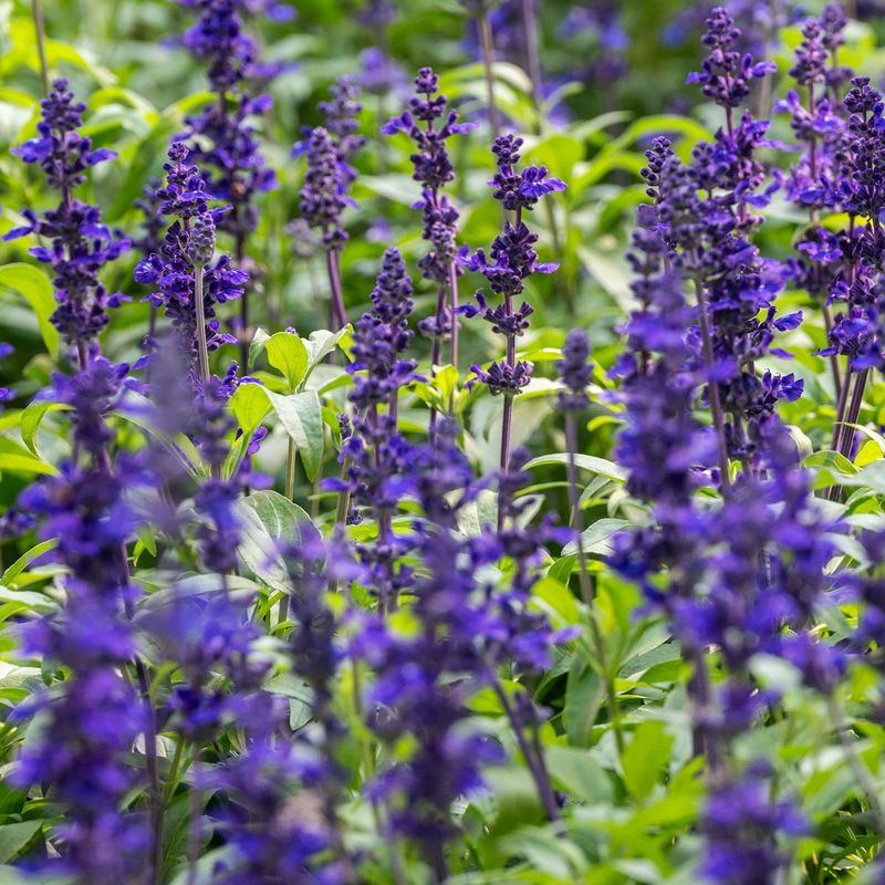 Avoid Cutting Healthy Plants Back Too Hard