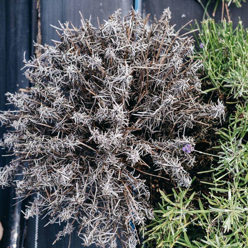 Avoid Cutting Into Bare Woody Stems Avoid Cutting Into Bare Woody Stems