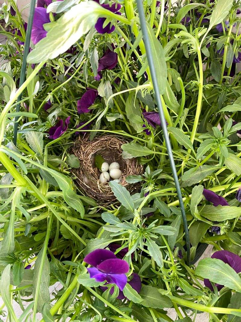 Avoid Disturbing Active Finch Nests Avoid Disturbing Active Finch Nests