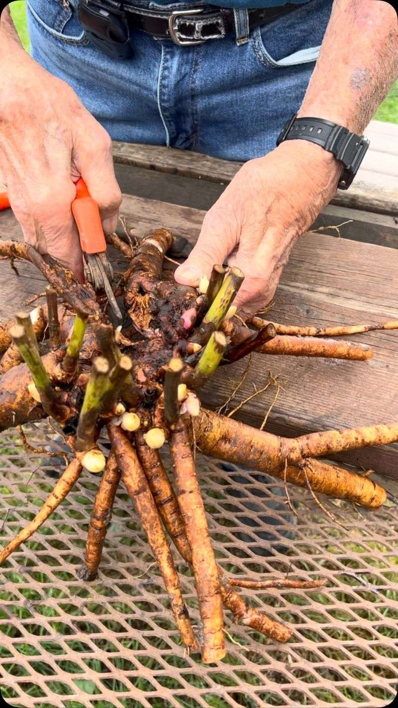 Avoid Disturbing Peony Roots During Their Fall Preparation