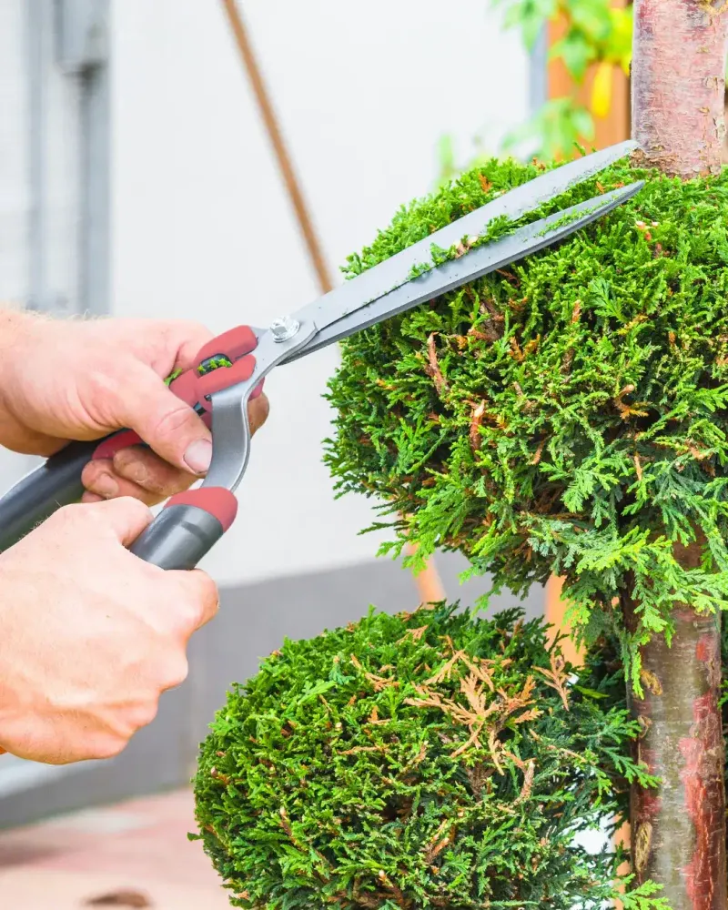 Avoid Encouraging Tender Growth Before Winter Avoid Encouraging Tender Growth Before Winter