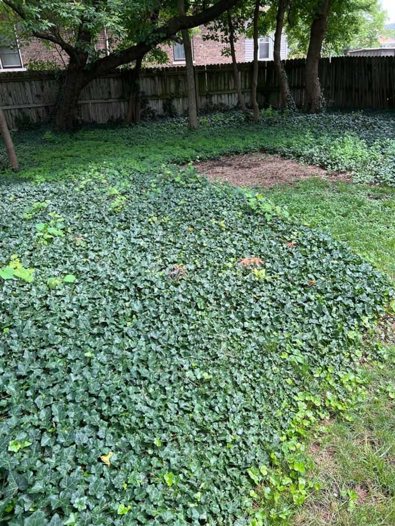 Avoid English Ivy Near Natural Areas