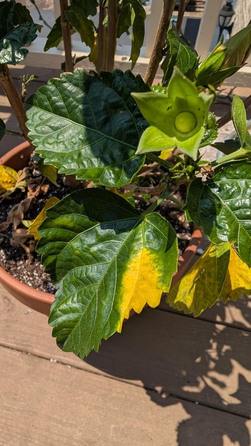 Avoid Excess Fertilizer After A Major September Pruning