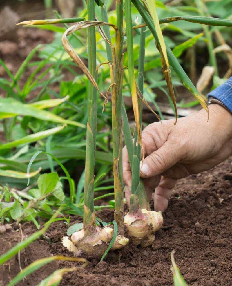 Avoid Excessive Late Fertilizer Avoid Excessive Late Fertilizer