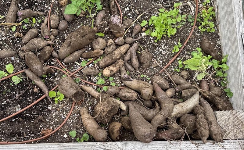 Avoid Excessive Nitrogen Late In The Season