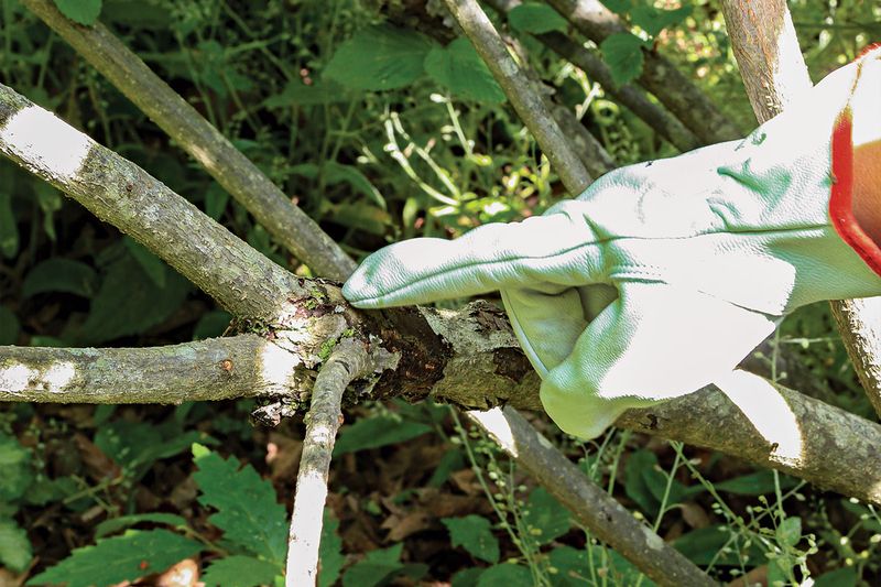 Avoid Fall Pruning Mistakes