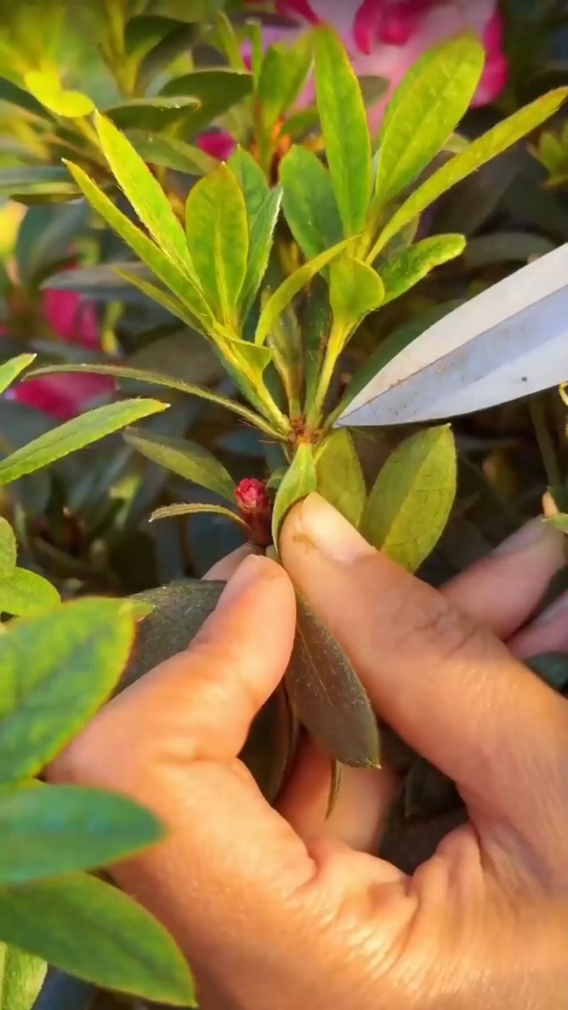 Avoid Fall Pruning Mistakes