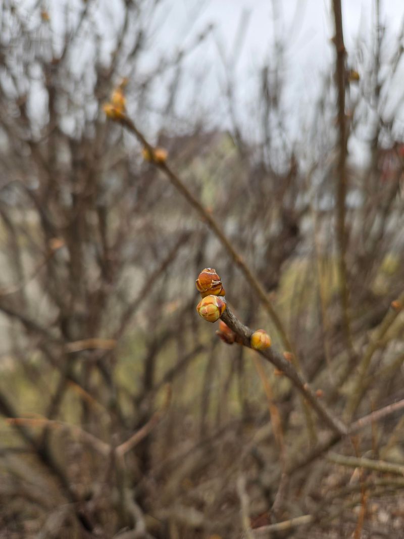 Avoid Fall Pruning That Can Remove Next Spring's Flower Buds