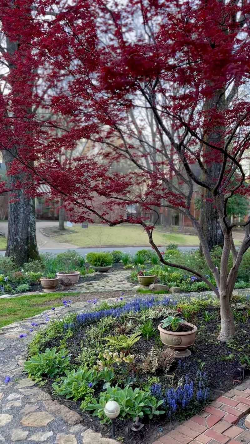 Avoid Feeding Established Maples With Good Growth Avoid Feeding Established Maples With Good Growth
