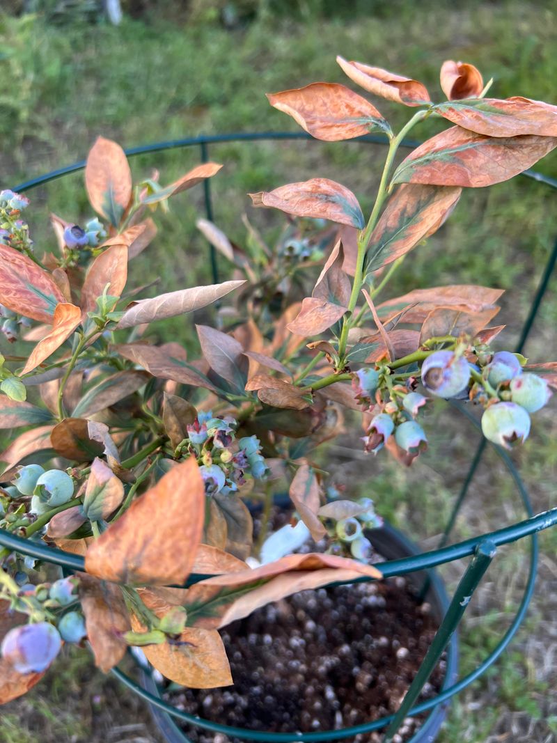 Avoid Fertilizer Mistakes With Young Blueberries Avoid Fertilizer Mistakes With Young Blueberries