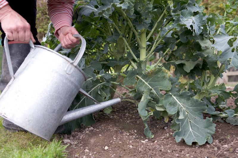 Avoid Fertilizing Dry Or Stressed Plants Avoid Fertilizing Dry Or Stressed Plants
