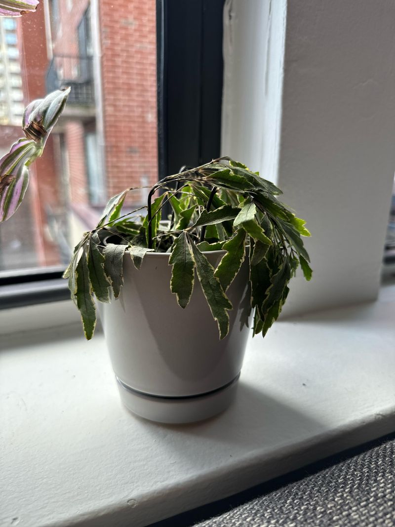 Avoid Fertilizing Stressed Plants