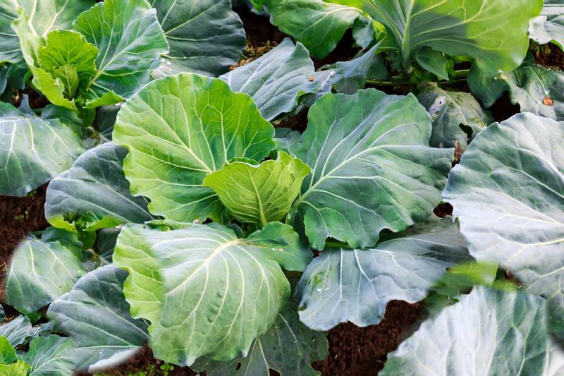 Avoid Fresh Manure In Fall Vegetable Beds