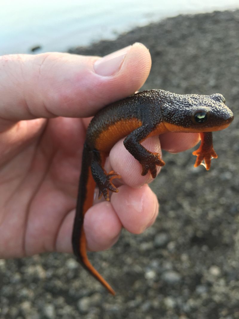 Avoid Handling Newts With Bare Hands