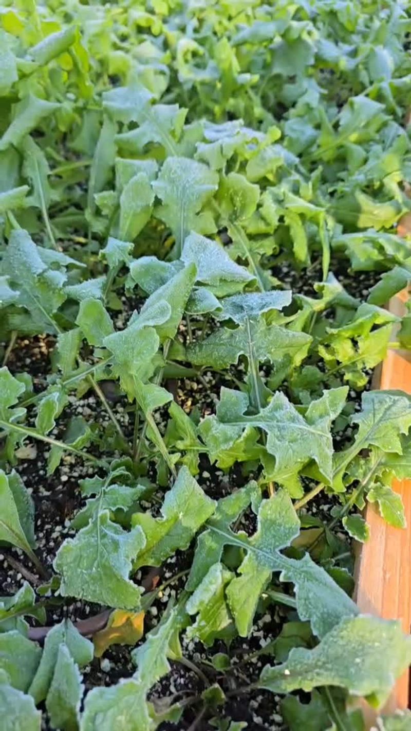 Avoid Harvesting Frozen Leaves Avoid Harvesting Frozen Leaves