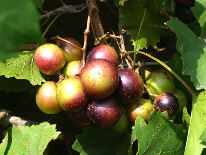 Avoid Harvesting Too Early Avoid Harvesting Too Early