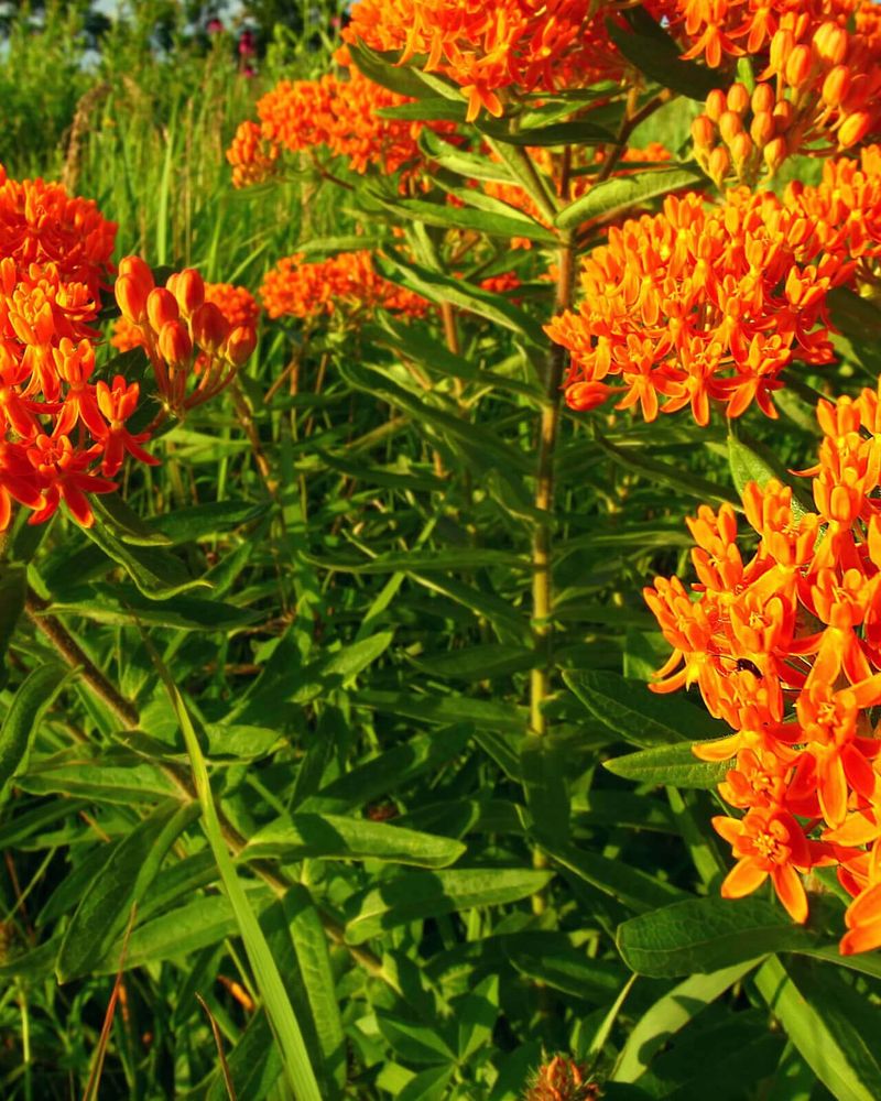 Avoid Heavy Fall Fertilizer Avoid Heavy Fall Fertilizer