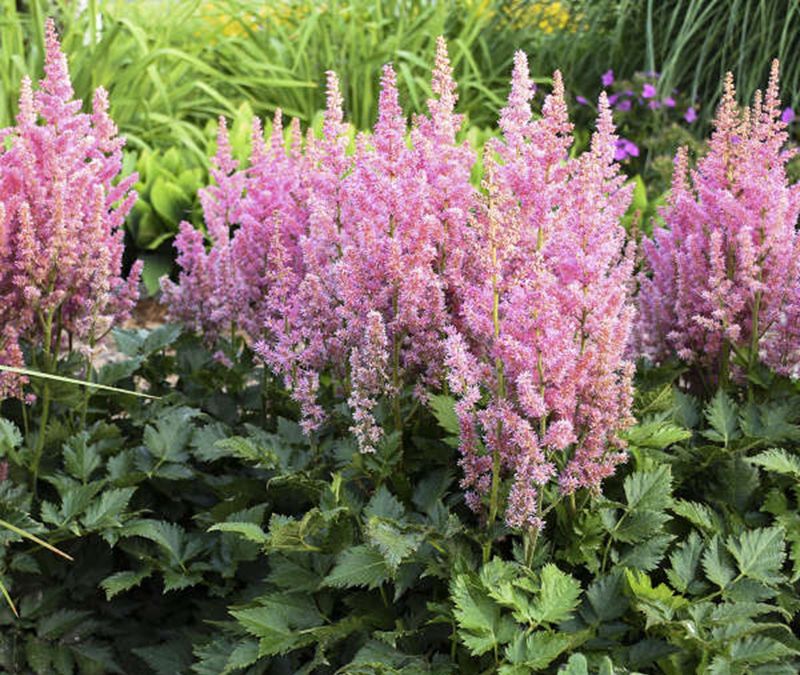 Avoid Heavy Fall Fertilizing