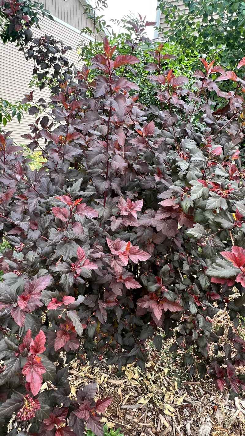Avoid Heavy Fall Pruning Avoid Heavy Fall Pruning