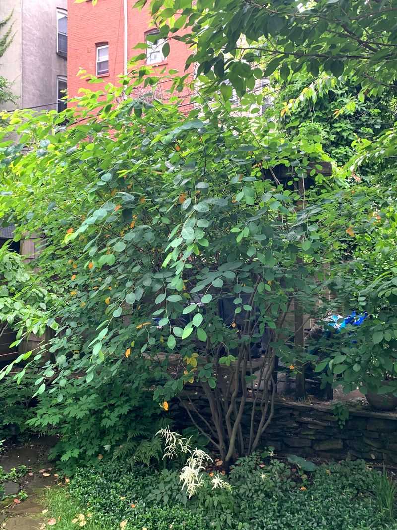 Avoid Heavy Fall Pruning Avoid Heavy Fall Pruning
