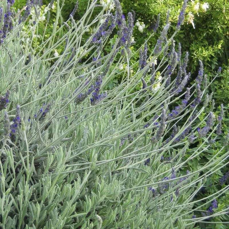 Avoid Heavy Fall Pruning In Wet Weather Avoid Heavy Fall Pruning In Wet Weather
