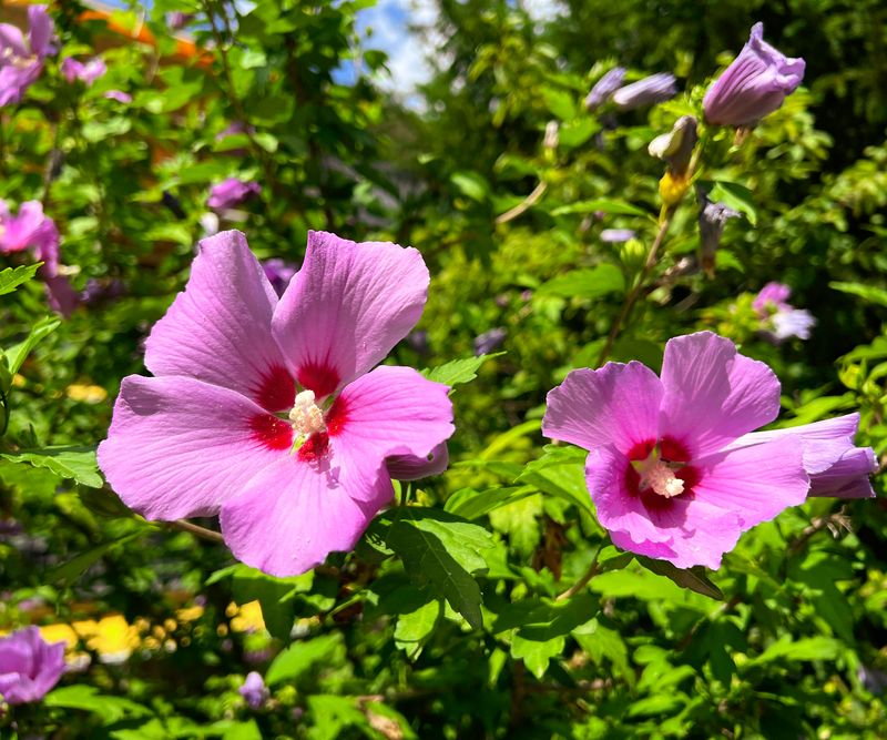 Avoid Heavy Fall Pruning