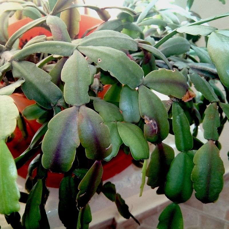 Avoid Heavy Feeding When The Plant Is Stressed Avoid Heavy Feeding When The Plant Is Stressed