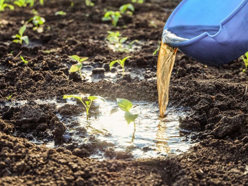 Avoid Heavy Fertilizer On Tiny Plants