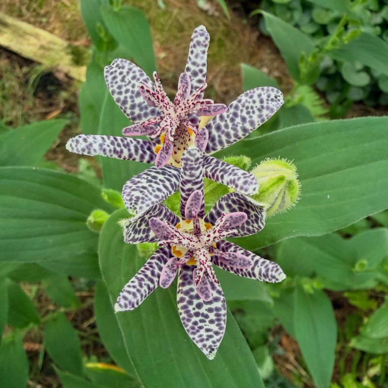 Avoid Heavy Late Fertilizer