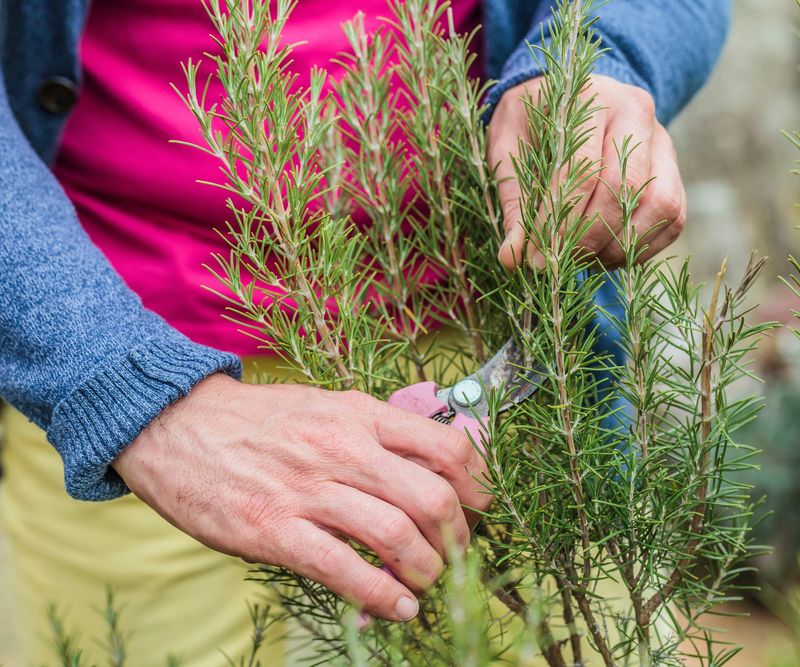 Avoid Heavy Pruning Before Freezing Weather Arrives Avoid Heavy Pruning Before Freezing Weather Arrives