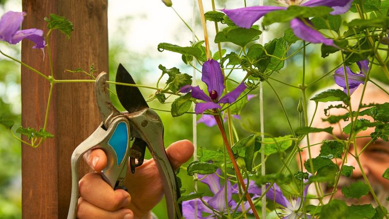 Avoid Heavy Pruning In September