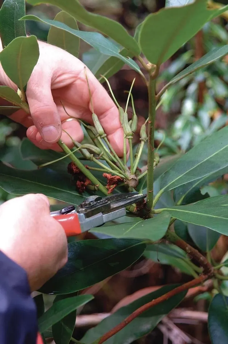 Avoid Heavy Pruning In September Avoid Heavy Pruning In September