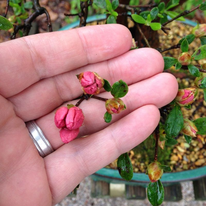 Avoid Late Cuts That Remove Hidden Flower Buds