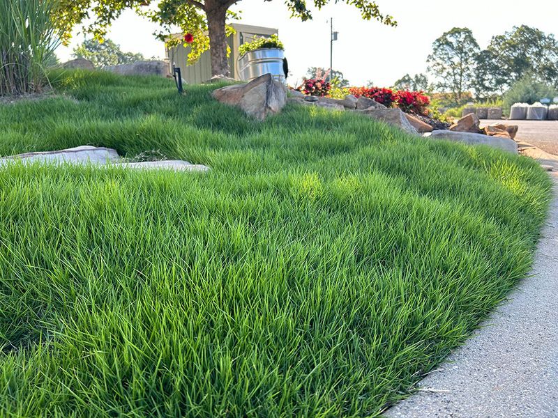 Avoid Late Nitrogen When Zoysia Is Slowing Down Avoid Late Nitrogen When Zoysia Is Slowing Down