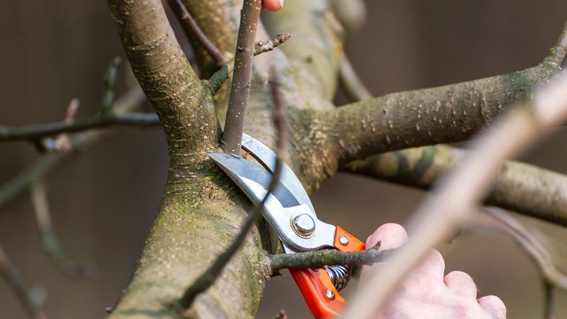 Avoid Late Pruning That Can Disrupt Hardening