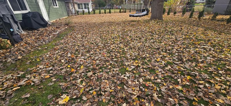 Avoid Leaving Thick Leaves On The Grass