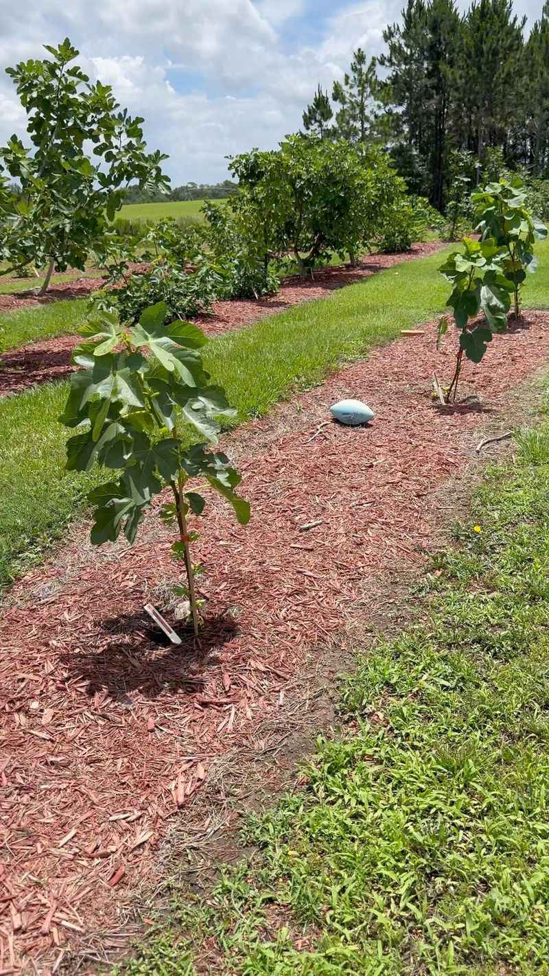 Avoid Letting Figs Become Drought Stressed