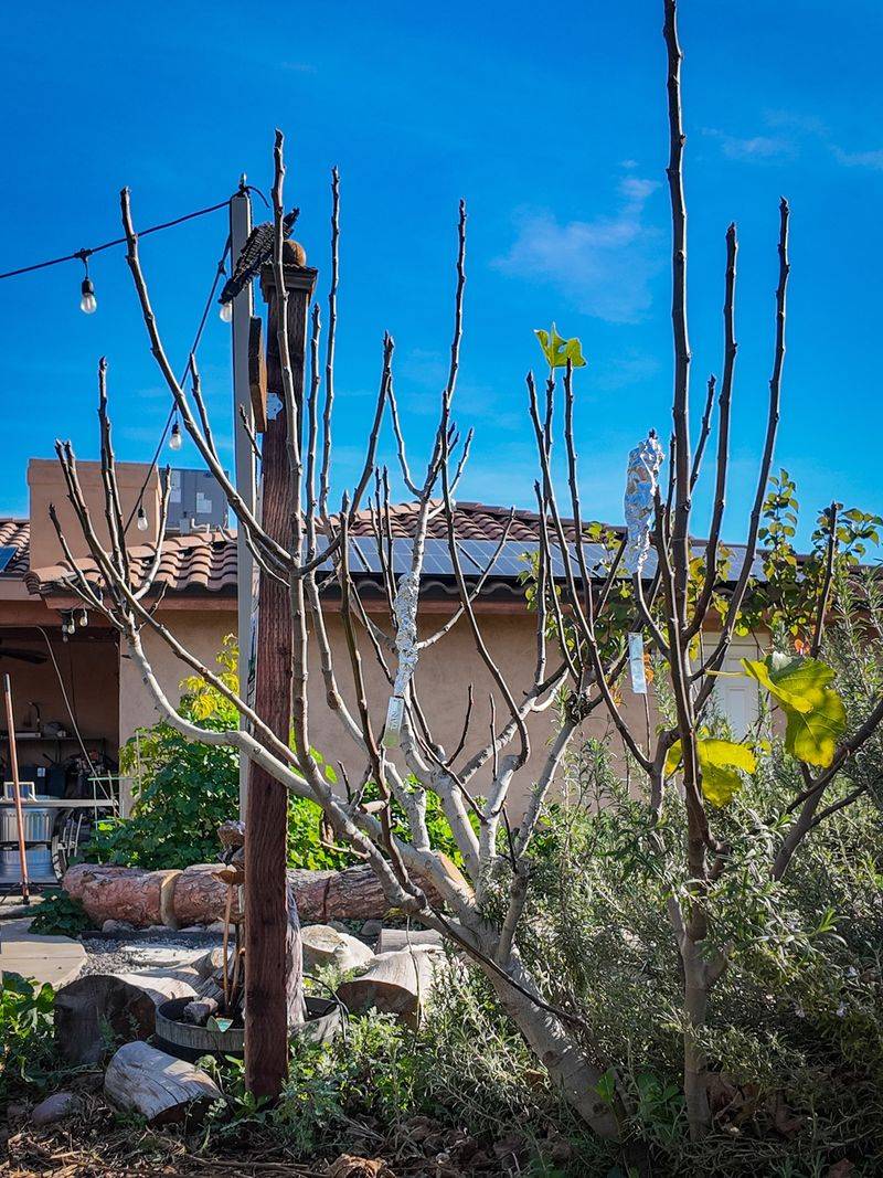 Avoid Major Fall Pruning Avoid Major Fall Pruning