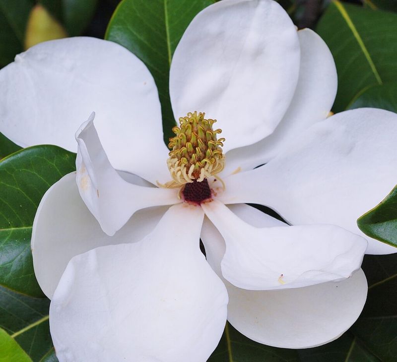 Avoid Major Southern Magnolia Cuts In September